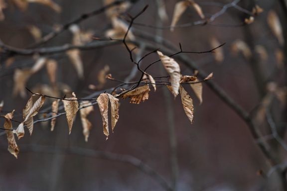 Dried leaves hanging from thin branches in a muted, dark background.