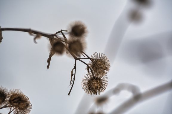 Dried seed pods on a bare branch against a blurred, snowy background.