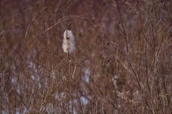 A lone owl camouflaged among brown grasses in a winter landscape.