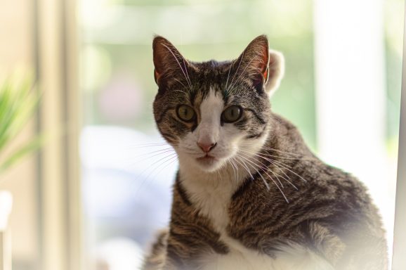 Gray and white cat sitting calmly, gazing at the viewer with bright eyes.
