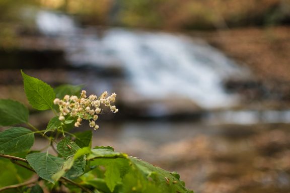 Close-up of white flowers with a blurred waterfall in the background.